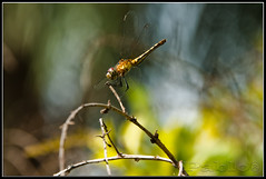 Dragonfly & Grasshopper
