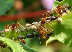 Ants and aphids on weed in our flower garden