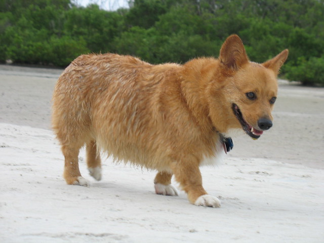 Sampson at Dog Beach