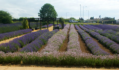 Norfolk 2009 - Norfolk Lavender