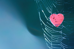 [Free Images] Backgrounds, Heart, Spider Web ID:201201090800
