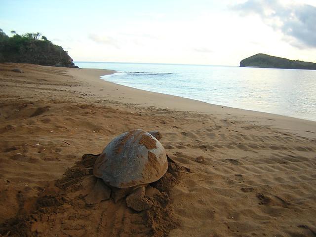 tortuga de Mohéli, Comoras