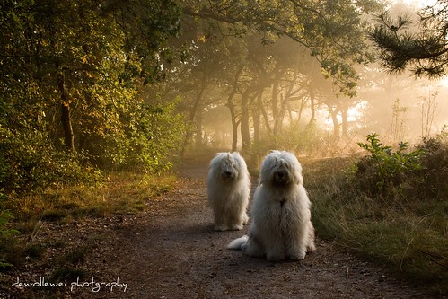 foggy morning dogs