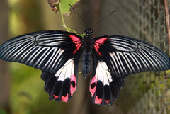 Butterflies & moths