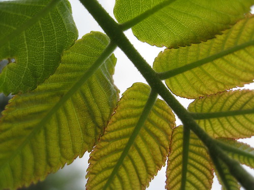 Walnut compound leaf