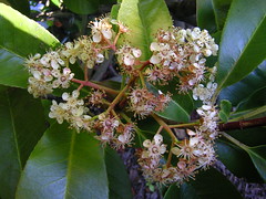 Photinia Red Robin flower cluster