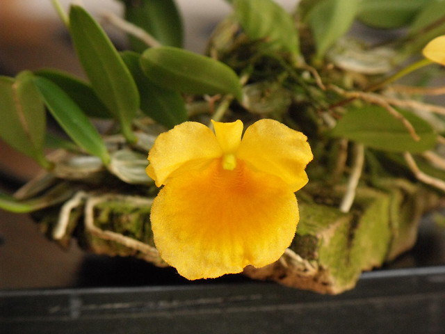 Dendrobium jenkinsii