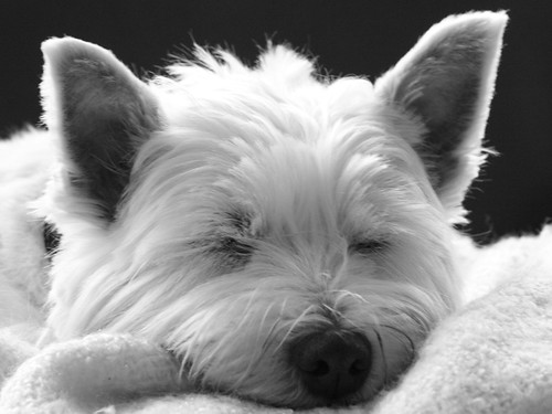 3785156052 e5683fc706 Sleeping Westie Dog West Highland Terrier Funny Dog