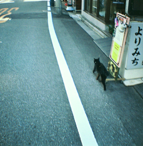 黒猫 2009/9/13 DIANA_002_0008