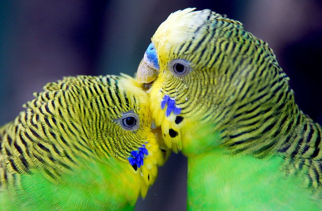 Parrot kiss