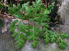 Selaginellaceae (Spikemoss family)