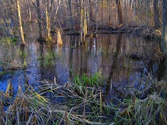 Swamps, Marshes, Wetlands
