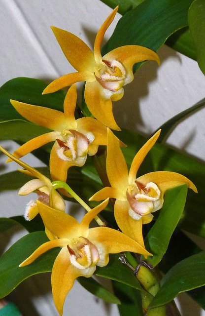 Dendrobium fleckeri orchid species