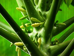Papaya / Caricaceae 