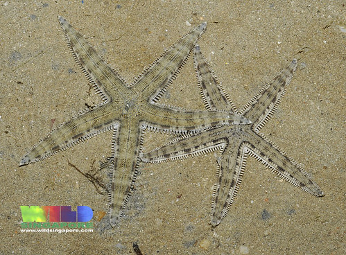 Common sea star (Archaster typicus)