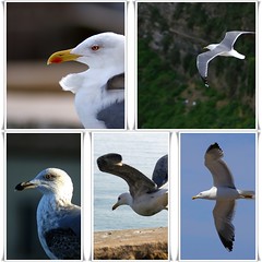 Gaviotas Seagulls Pigeons Gulls Moewen Gabbiani Mouette Cocal Galeb Lokki  