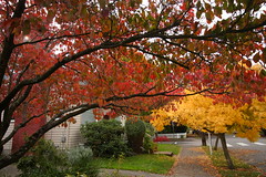 Fall Colors 2009