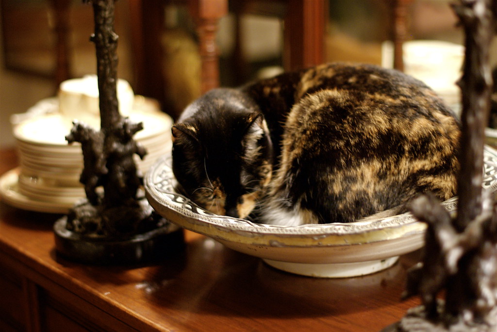 Cat Sleeping in A Bowl