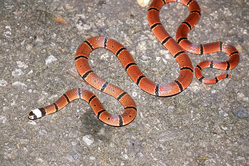 美麗至極的環紋赤蛇，您忍心傷害這麼漂亮的動物嗎？