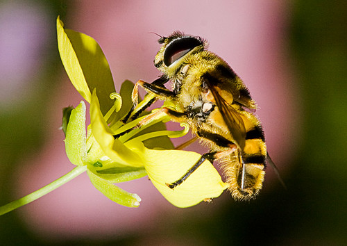 Hover Fly - family Syrphidae