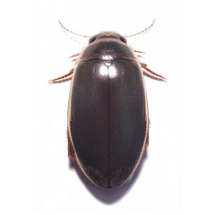 Beetles: Dytiscidae and Hydrophilidae