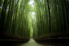 嵯峨野・嵐山 Arashiyama