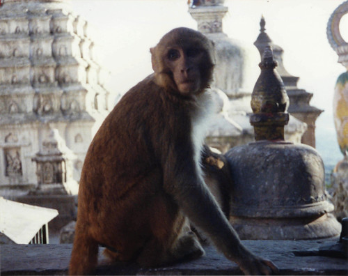 Monkey on Swayambhunath Stupa, chortens, reliquary monuments to honor past heros and heroines of religion and insight, Kathmandu, Nepal, 1990, photo by Steve D. by Wonderlane