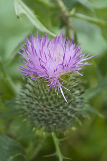 Burdock Flower