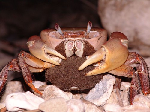 兇狠圓軸蟹抱卵母蟹降海釋幼數也將列入監控指標。（圖片來源：營建署墾管處）