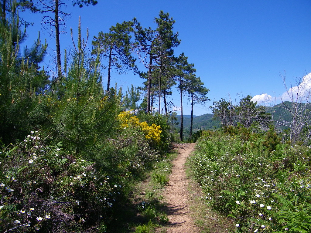 7] Savona (SV), collina: sentiero fiorito. ❹