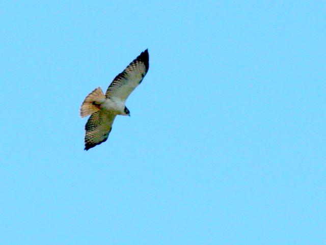 Short-tailed Hawk Light Morph 20100108