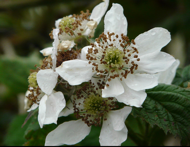 Tayberry blossom