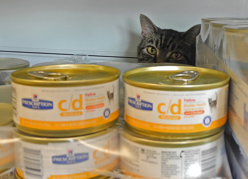 Veterinarian Office Cat Guards Food Supply
