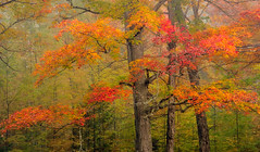 Vermont Foliage 2009
