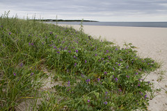 20110603 - Kalmus Beach Landscapes
