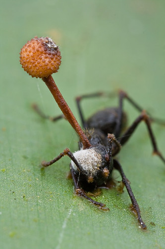 Dead ant, fungus victim...IMG_9910 copy