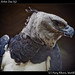 Harpy eagle, Belize Zoo (5)