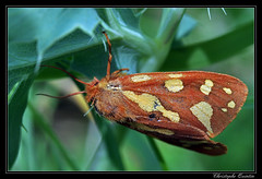 Lepidoptera/Arctiidae
