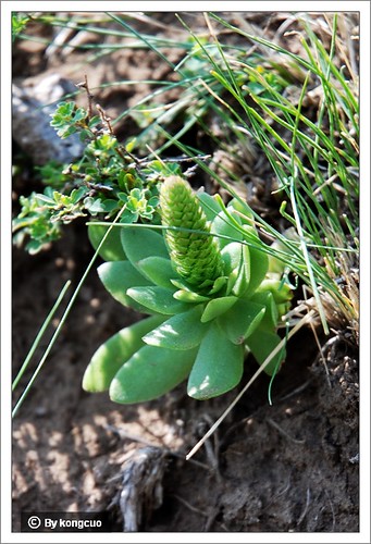 内蒙古植物照片-钝叶瓦松，景天科瓦松属