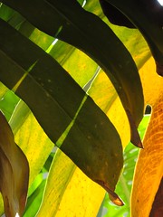 philodendron - abstract