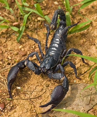 Scorpions And Miscellaneous Arthropods