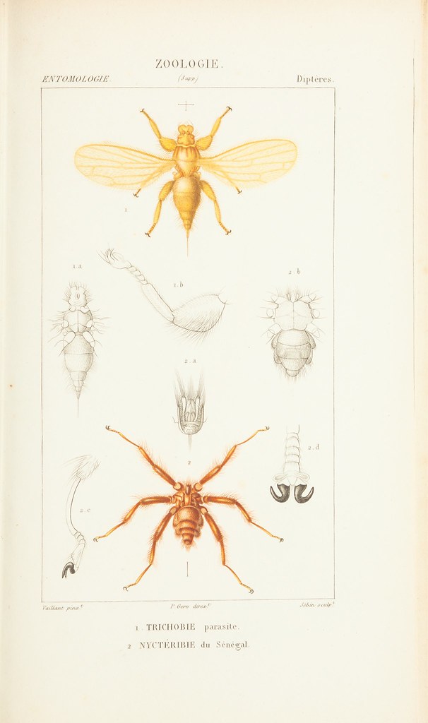 6-legged insects