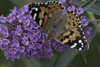 Papillon de photopade., sur Flickr