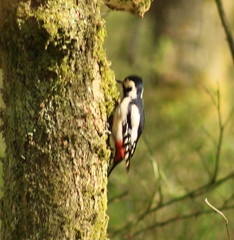 GREATER SPOTTED WOODPECKER