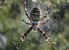 Araignées - Araneae
