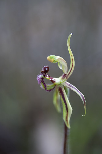 Common Dragon Orchid - sooc