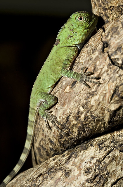 Chameleon Forest Dragon Hatchling | Flickr - Photo Sharing!