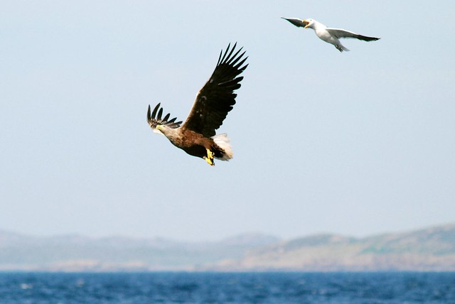 Sea Eagle, Skye