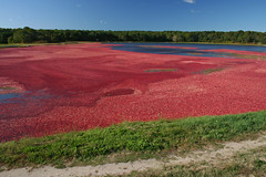 20091008 - Cape Cod Cranberry Harvest