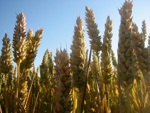 Wheat (Triticum aestivum L.)